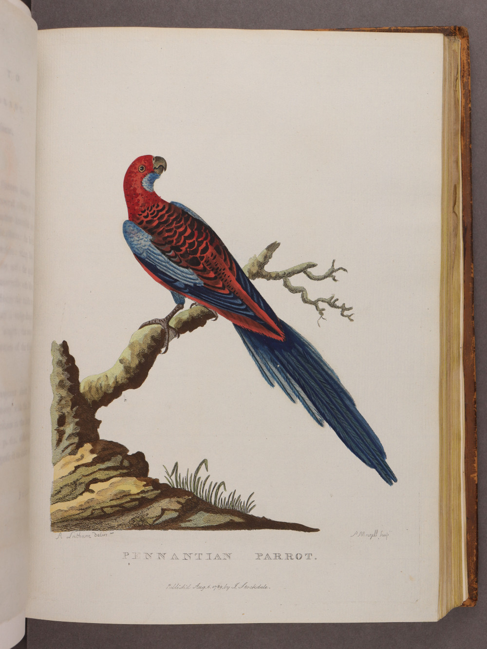 Plate 20